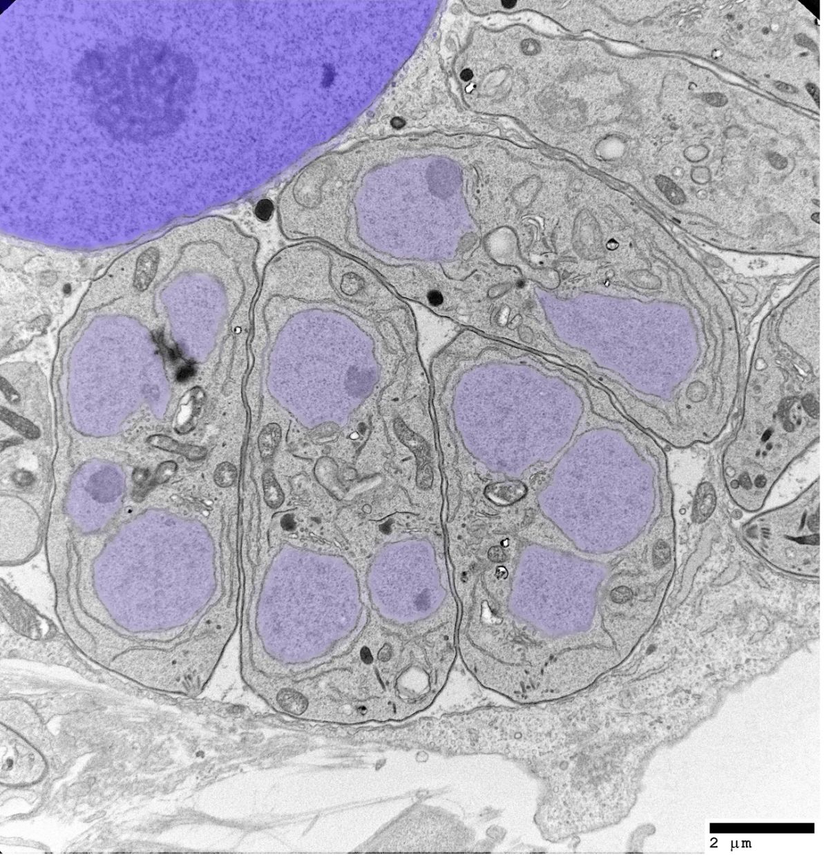 Toxoplasmose : Caractérisation du cycle sexué du parasite grâce à un modèle in vitro