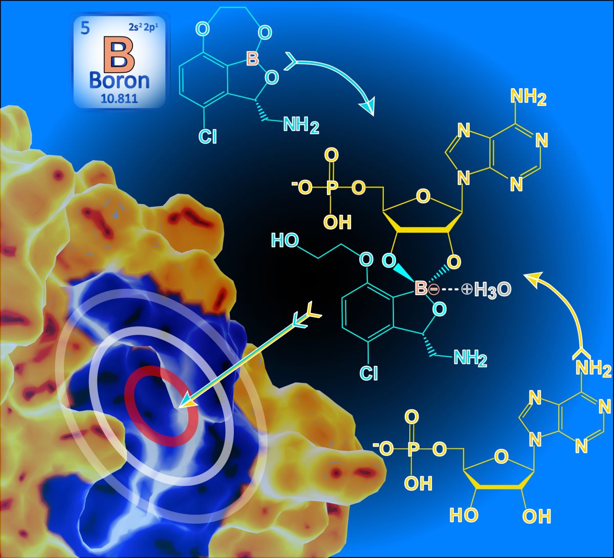 Réinventer les antimicrobiens grâce à la Biologie Structurale Intégrative